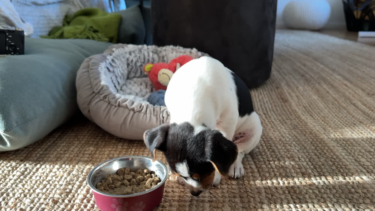welpenhund isst aus der essensschüssel