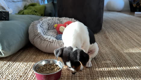 puppy dog eating from food bowl