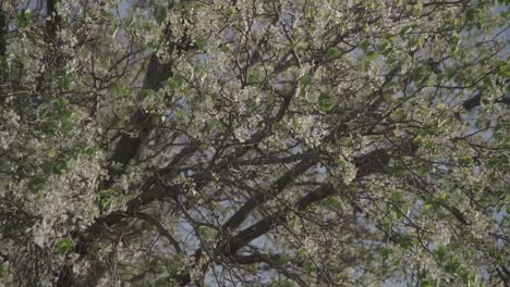 a-tree-with-a-single-branch-in-the-middle-of-it