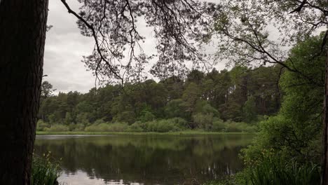 Blick-Durch-Die-Bäume-Auf-Einen-Schottischen-See-Im-Wald