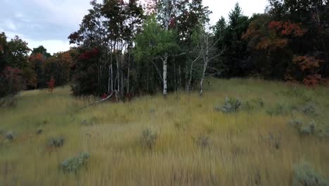 mule deer running into the fall colored forest in utah