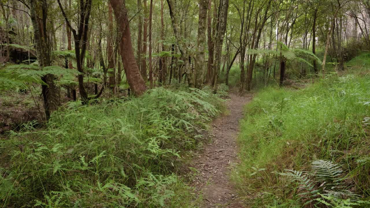 Handheld Footage along the Dave's Creek Circuit walk in Lamington National Park, Gold Coast Hinterland, Australia