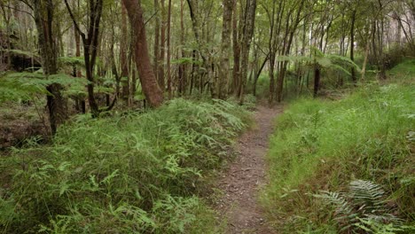imágenes portátiles a lo largo del circuito de dave's creek en el parque nacional de lamington, el interior de la costa de oro, australia