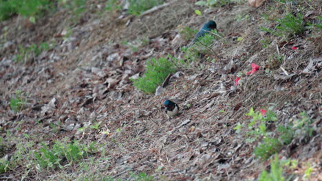 Barn-Swallows-Collecting-Dried-Little-Grass-and-Straws-For-Building-Nest-in-Spring