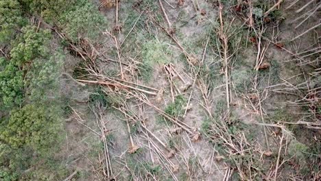 Slow-moving-reverse-aerial-footage-looking-down-on-fallen-trees-in-a-forest-near-Bullarto-after-a-storm-on-10-June,-2021,-Victoria,-Australia