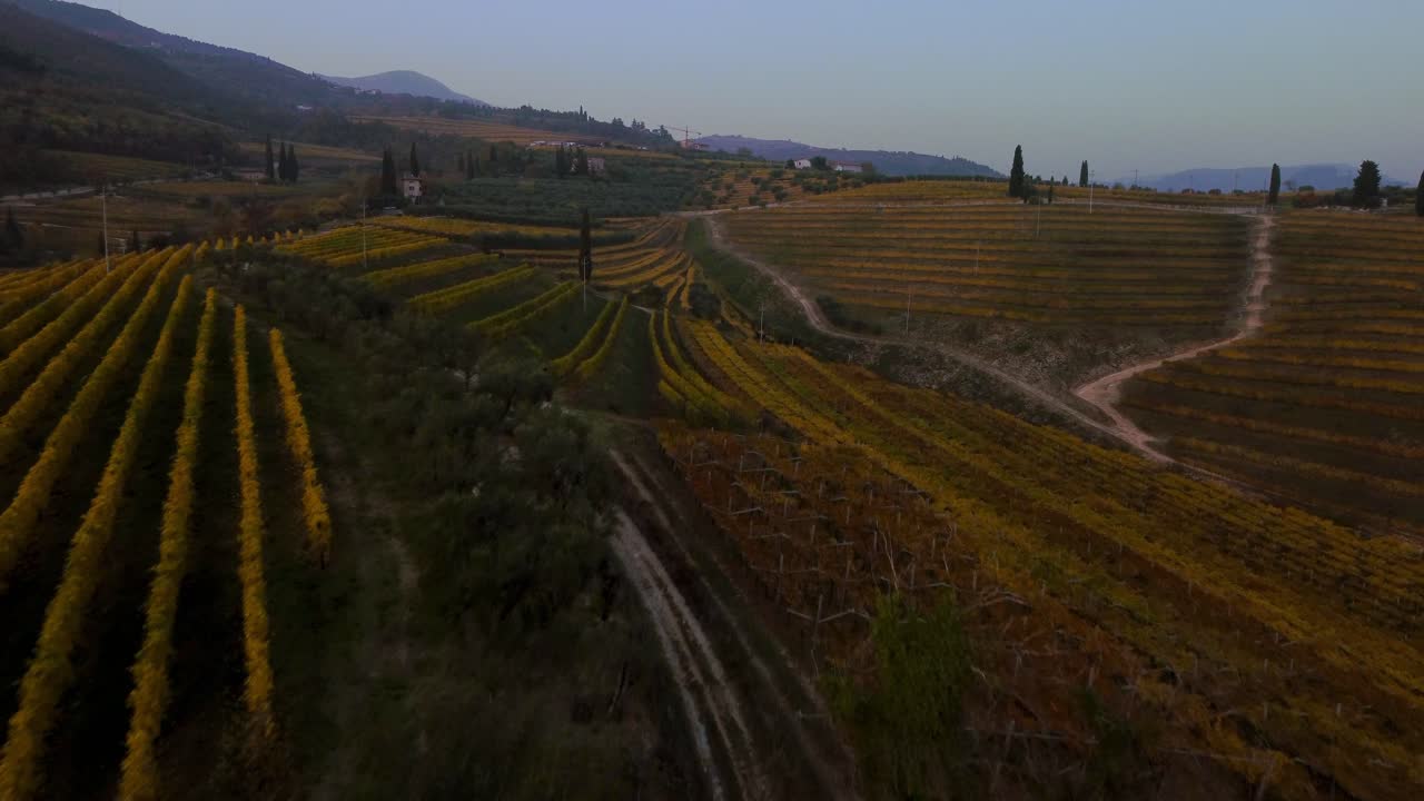 Flying above scenic yellow and green vineyard fields on hills in Valpolicella, Verona, Italy in autumn after grape harvest for Ripasso wine by sunset surrounded by traditional farms