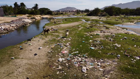 polluted river in son hai, ninh thuan, phan rang, south vietnam