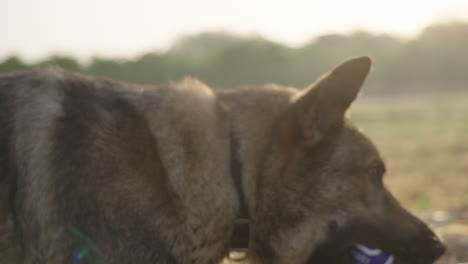 slow motion lupo italiano laying down and getting up on sunrise haystack