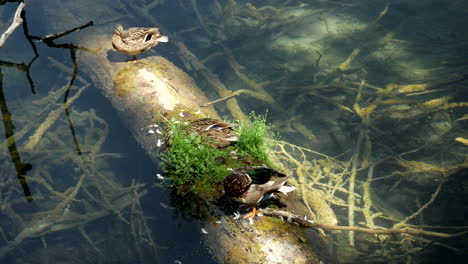 varios patos se limpian en un embarcadero de madera en los lagos de plitvice croacia