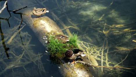 various ducks clean themselves on a wooden jetty in the plitvice lakes croatia