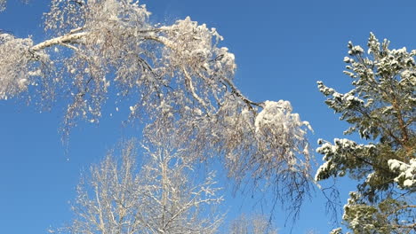 static view of snow falling from a branch