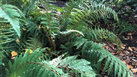 Bosque-De-Helechos-En-Cámara-Lenta