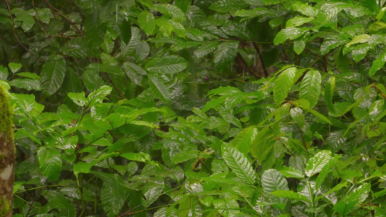 Pioggia battente cade su foglie tropicali verdi, lussureggianti e bagnate in una fitta foresta.
