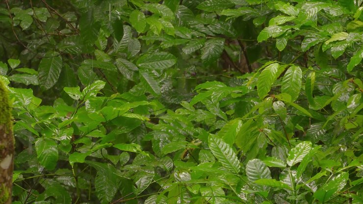 Pioggia battente cade su foglie tropicali verdi, lussureggianti e bagnate in una fitta foresta.