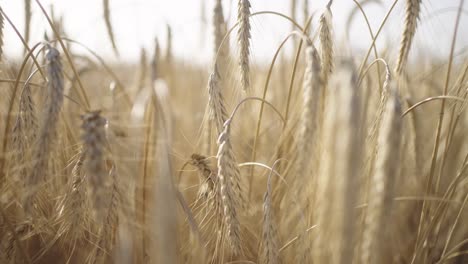 dolly in to close-up of golden wheat stalks in field, revealing rich texture and detail