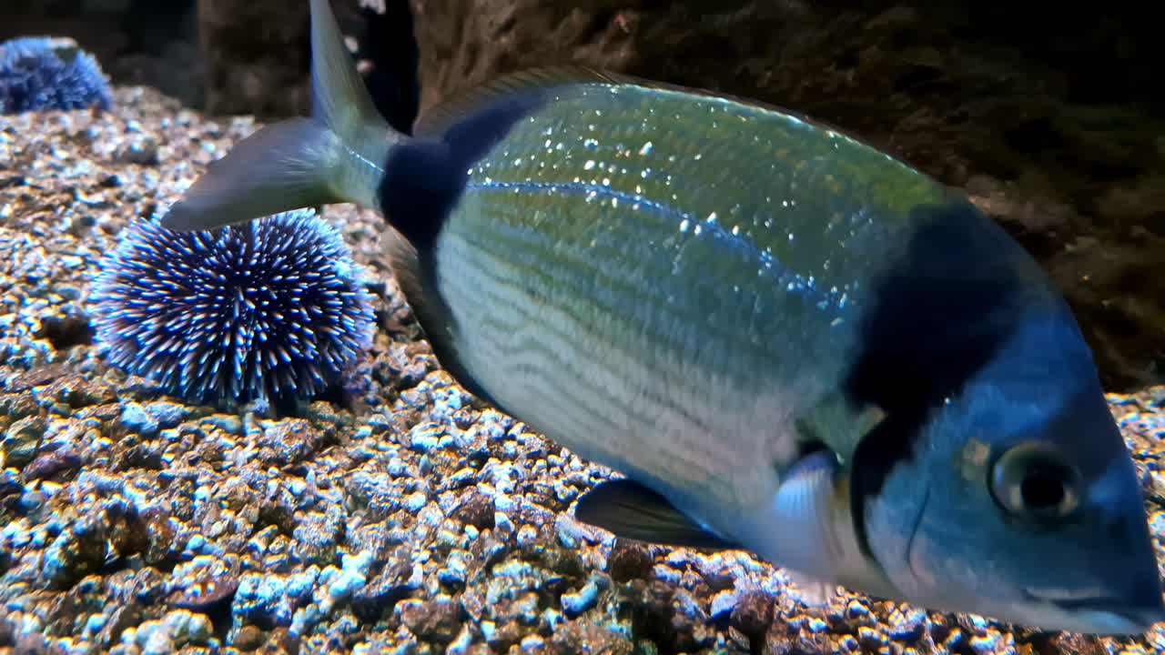 Diplodus vulgaris, the common two-banded sea bream, is a ray-finned fish belonging to the family Sparidae above Strongylocentrotus purpuratus