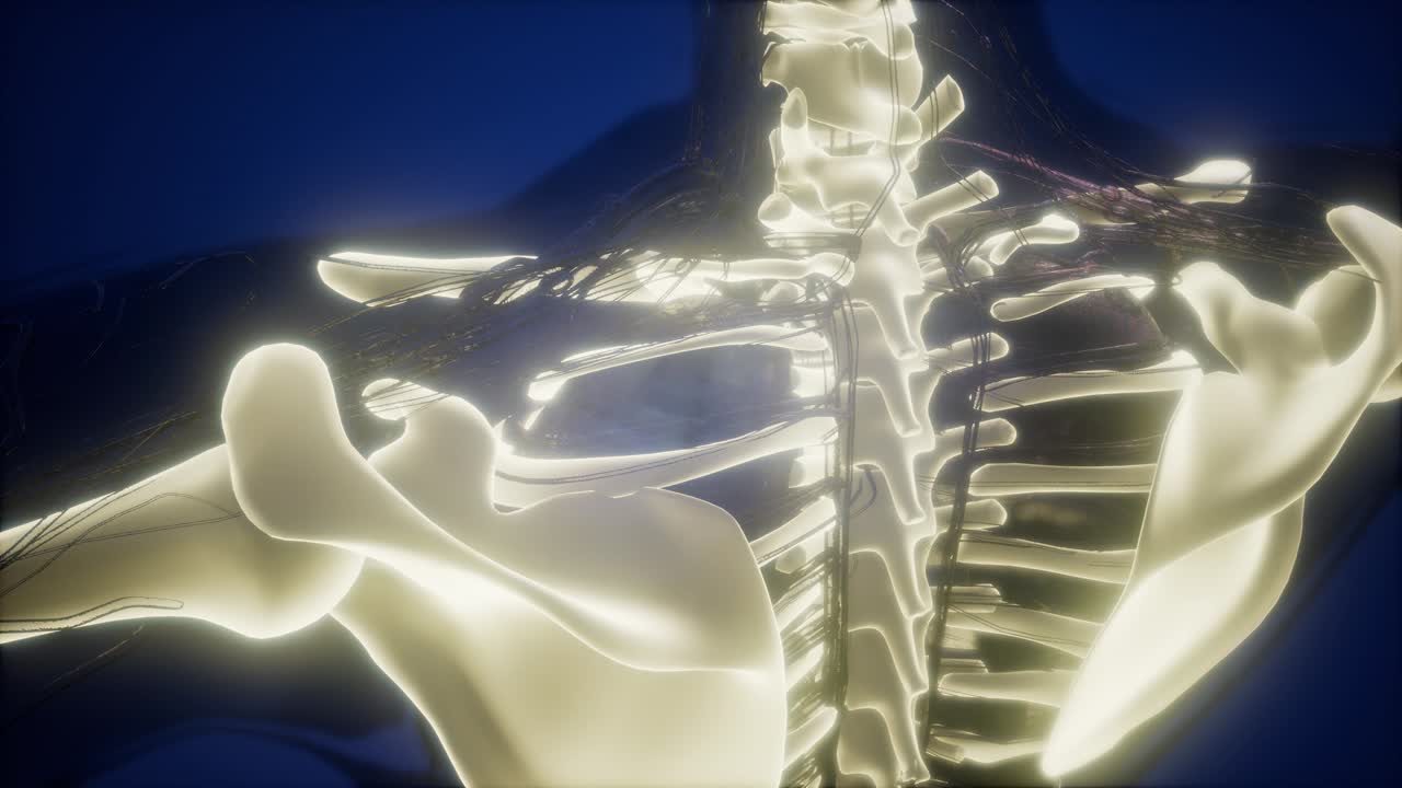 눈에 띄는 골격  ⁇ 가 있는 인간의 몸