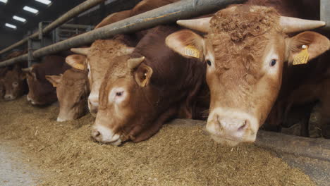 Eine-Scheune-Voller-Bullen,-Die-Tierfutter-Fressen