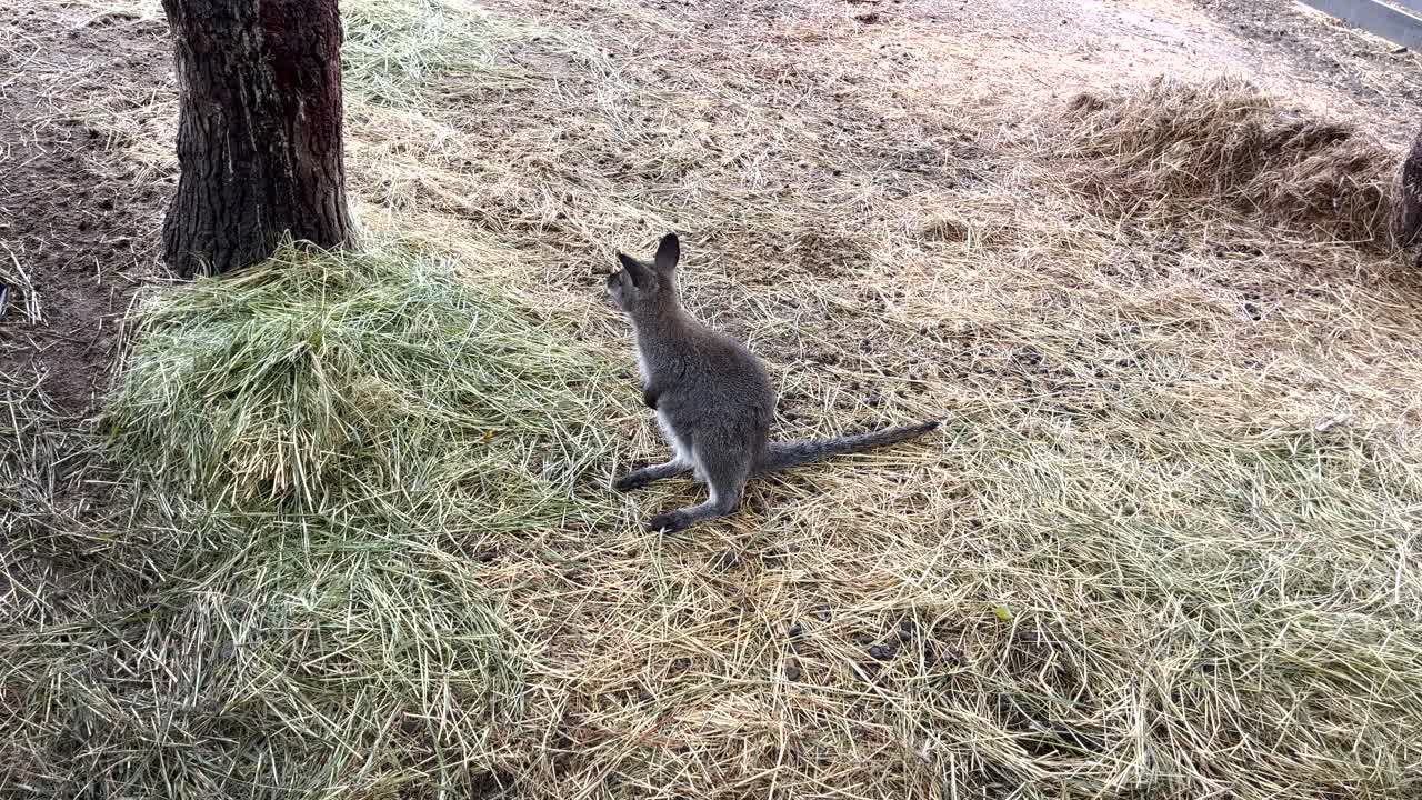 Swamp kangaroo