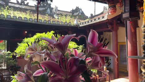 Close-up-of-pink-asian-flower-with-pagoda-roof-of-Guan-Di-Temple-in-the-background-in-Hoi-An,-Vietnam