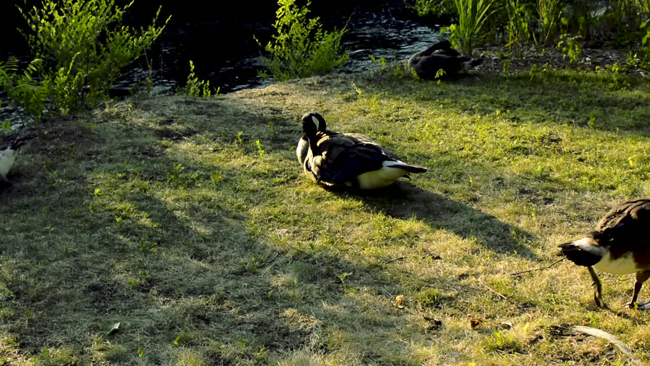 온타리오주 오타와의 강 근처에서 멋진 캐나다 기러기가 침착하게 뽐내고 있습니다.