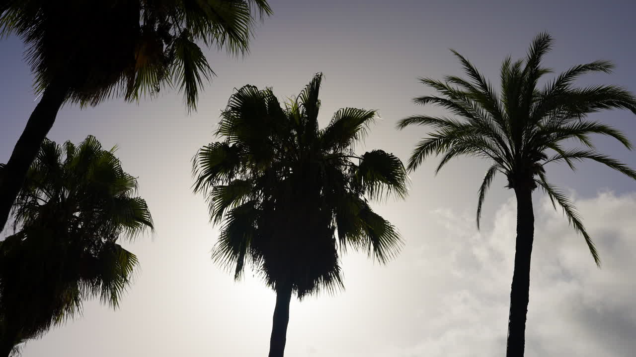 Palm Trees Silhouettes Against a Cloudy Sky