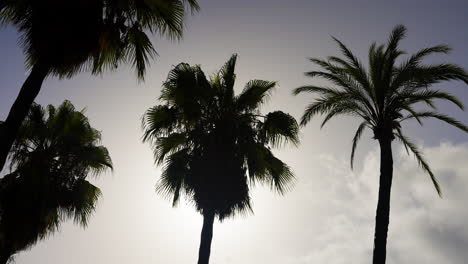 palm trees silhouettes against a cloudy sky