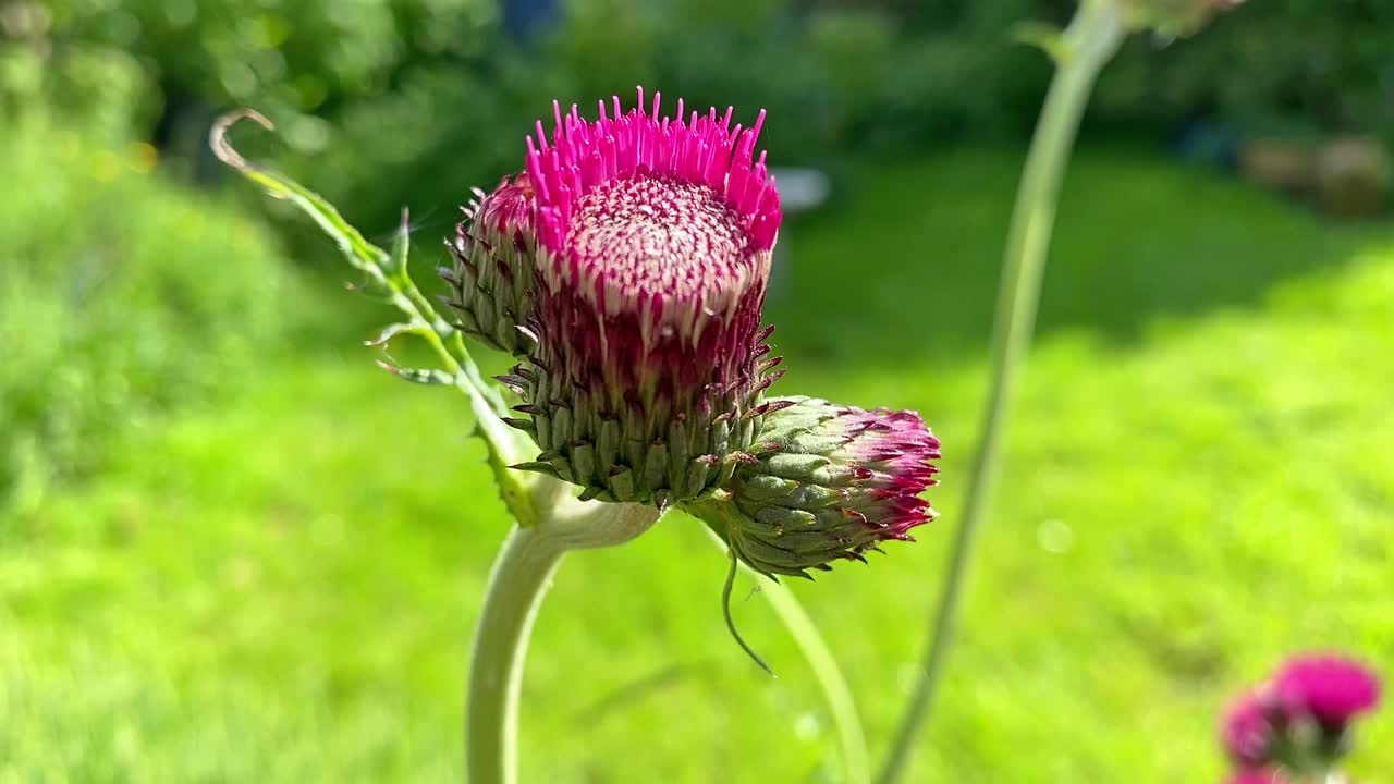 A native wild flower of Great Britain-Common Knapweed, growing in an English country garden