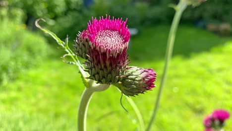 a native wild flower of great britain-common knapweed, growing in an english country garden