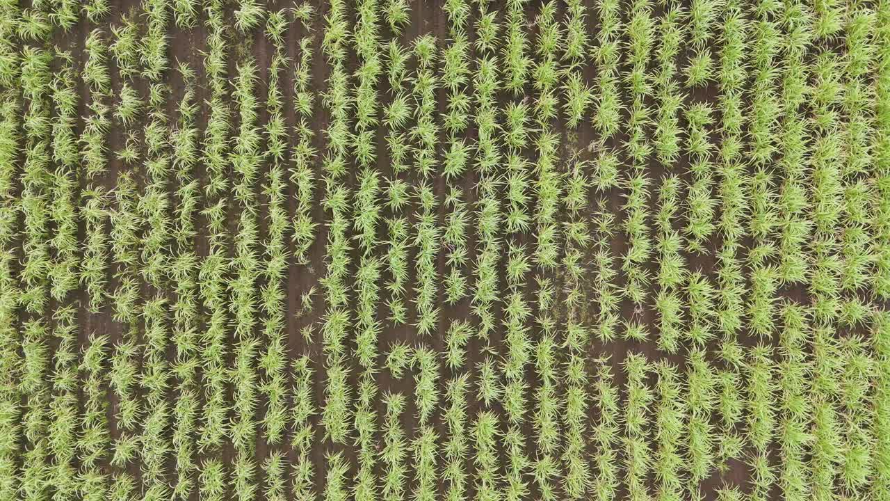 дронные кадры пышных полей сахарного тростника