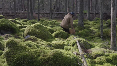 Adult-man-at-green-Nordic-forest-harvesting-mushroom-at-day