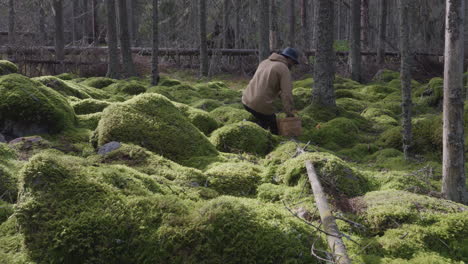 adult man at green nordic forest harvesting mushroom at day