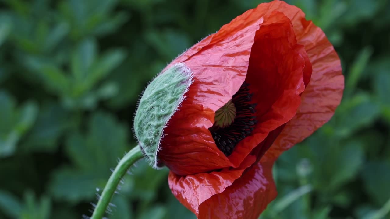 Video ravvicinato di un vivace fiore di papavero rosso con uno sfondo verde sfocato, che cattura dettagli intricati
