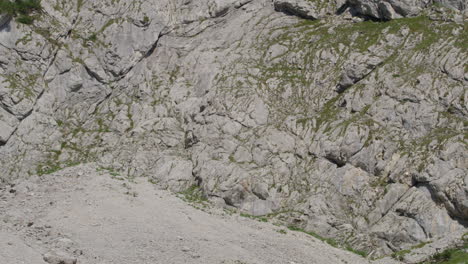 Chamois-walking,-grazing-and-climbing-high-up-in-the-mountains