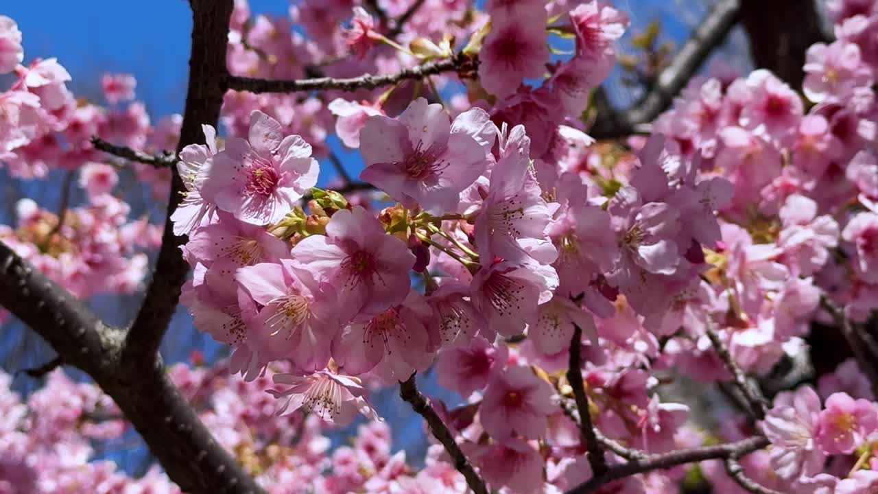 Cherry blossoms in Japan during spring, bright pink flowers against the blue sky