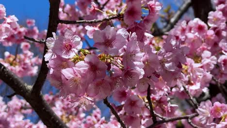 cherry blossoms in japan during spring, bright pink flowers against the blue sky