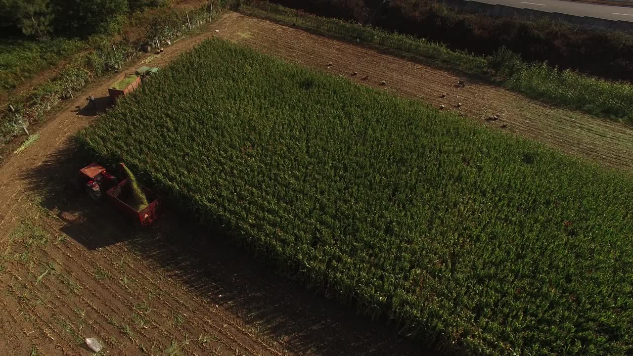 tractor cortando y triturando maíz en el campo para ensilaje