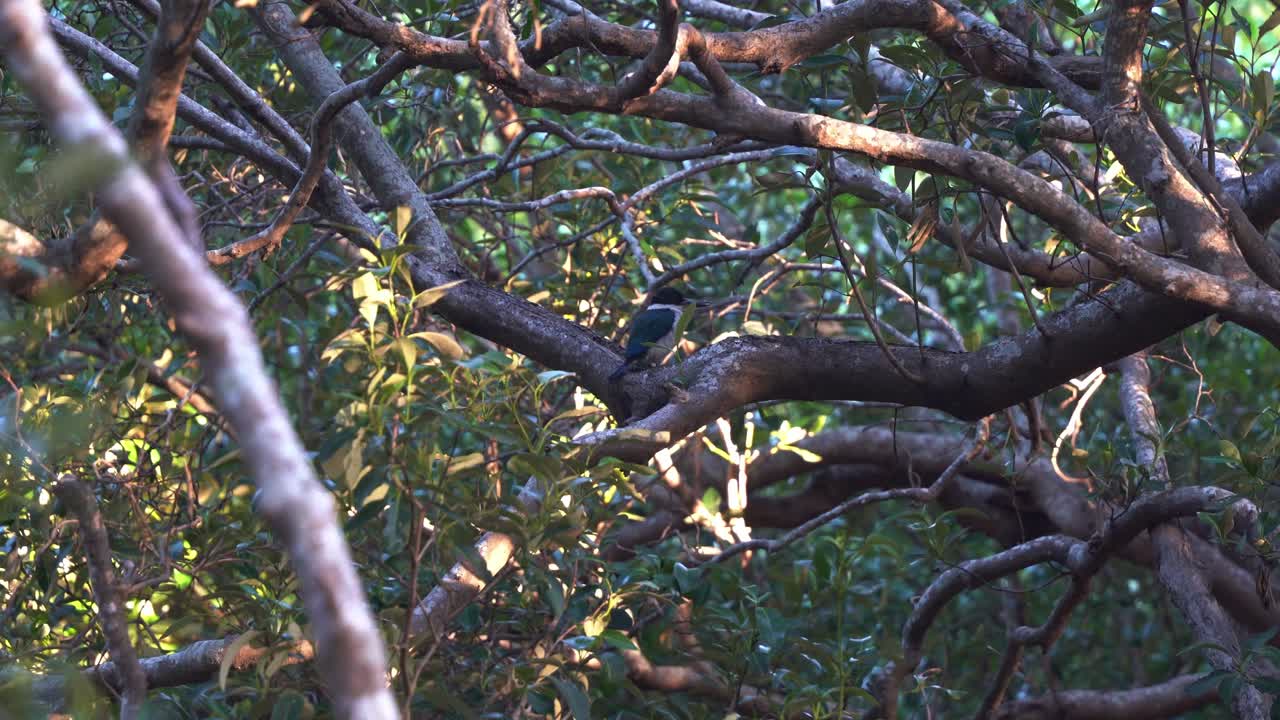 호주 퀸즐랜드의 맹그로브 숲을 통해 아름다운 햇빛이 엿보는 해안 습지의 나뭇가지에 앉아 있는 야생 화이트 칼라 숲 물총새