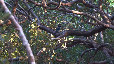 Wild-white-collared-forest-kingfisher-spotted-perching-on-tree-branch-in-coastal-wetland-with-beautiful-sunlight-peeking-through-mangrove-forest-in-Queensland,-Australia