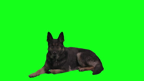 Laying-German-Shepherd-Breed-Dog-Looks-at-Camera-Yawns,-Looks-Away-and-Stands-Up