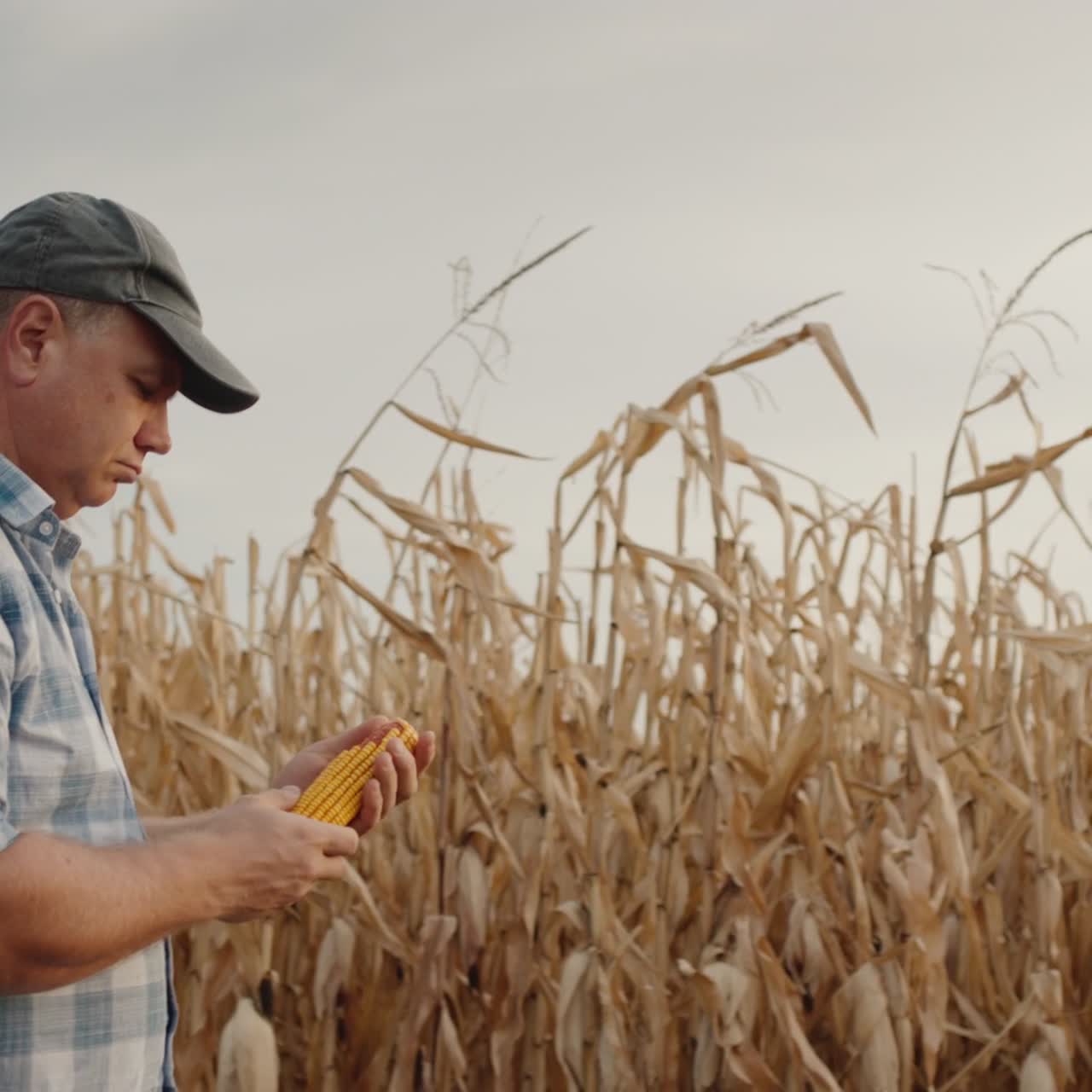 granjero camina por el camino a lo largo de los campos de maíz