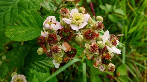 Flores-Rosadas-Y-Blancas-De-La-Planta-De-Zarzamora-Que-Producirá-Frutos-De-Zarzamora-En-Otoño