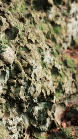 close-up of mossy stone wall