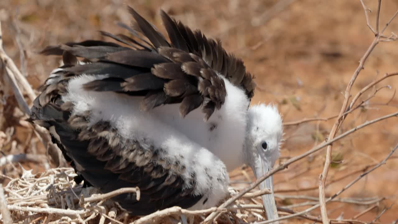 A beautiful young magnificent frigatebird covered in downy feathers sits in a tree on North Seymour Island near Santa Cruz in the Gal&aacute;pagos Islands