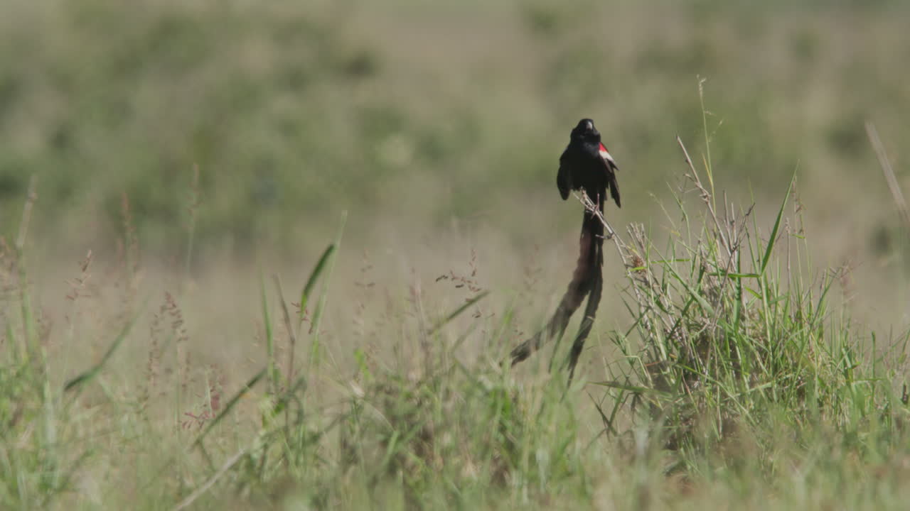 Uccello vedova codalunga appollaiato in un campo erboso.