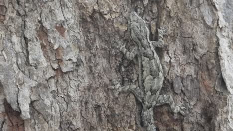 lagarto en el árbol esperando orar