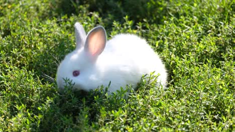 little white rabbit in tall green grass