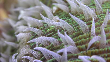 polyps of mushroom coral super close up macro underwater shot