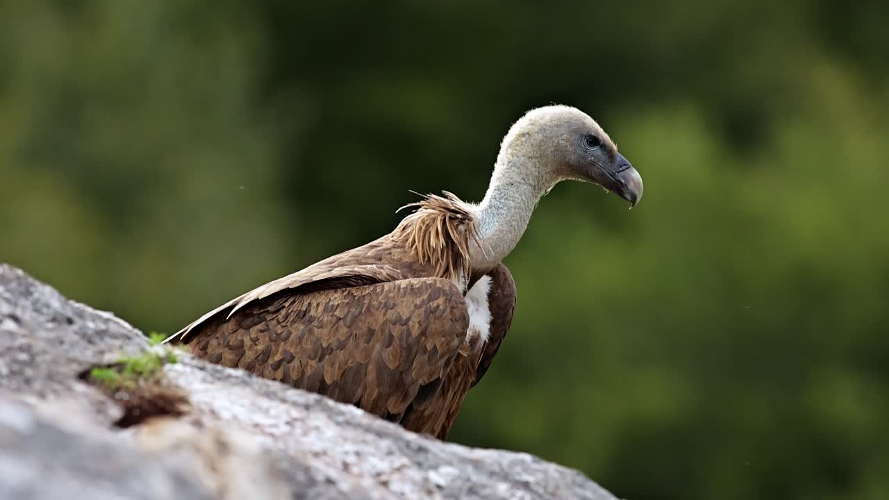 잔디 가 많은 초원 근처 에 서 있는 포식자 인 지프스 풀부스 새