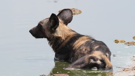 Primer-Plano-De-Un-Perro-De-Caza-Del-Cabo-En-Peligro-De-Extinción-Relajándose-En-El-Agua